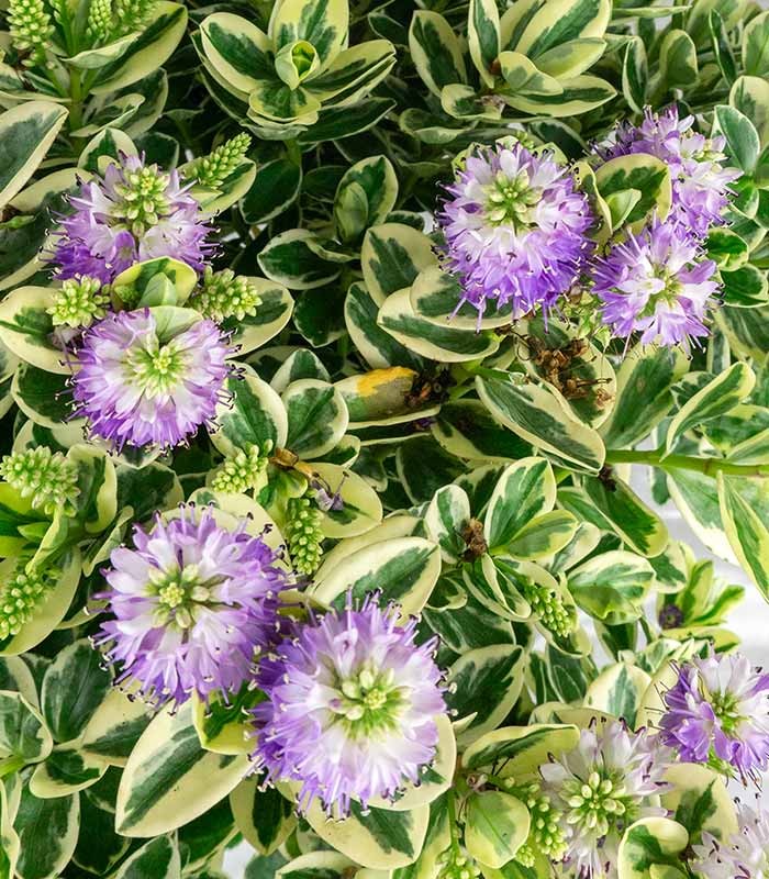 Veronica variegata H40 cm in vaso Ø17 – Pianta perenne ornamentale