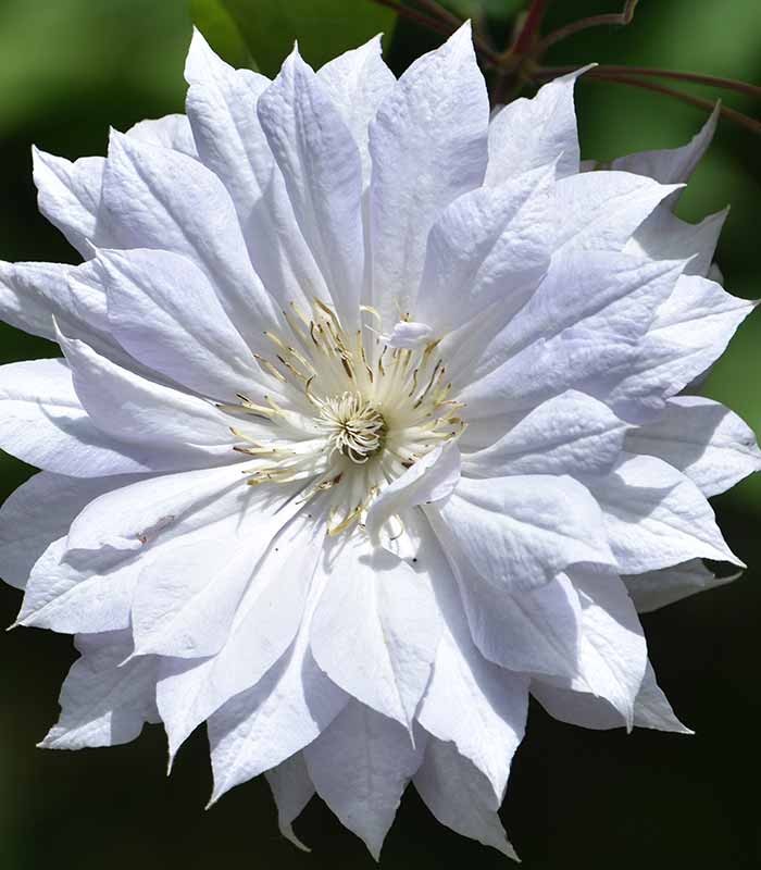 Clematis (Clematide) – Rampicante con Fiori Colorati