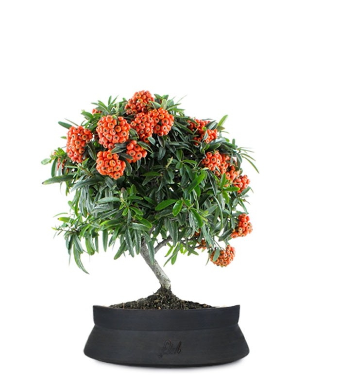 Pyracantha Angustifolia
