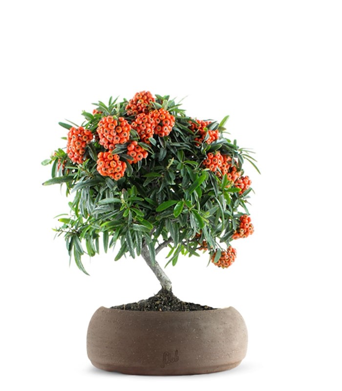 Pyracantha Angustifolia