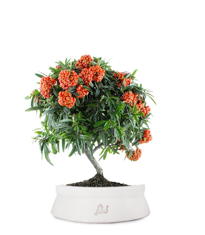 Pyracantha Angustifolia