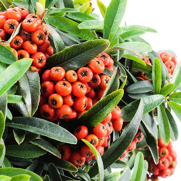 Pyracantha Angustifolia