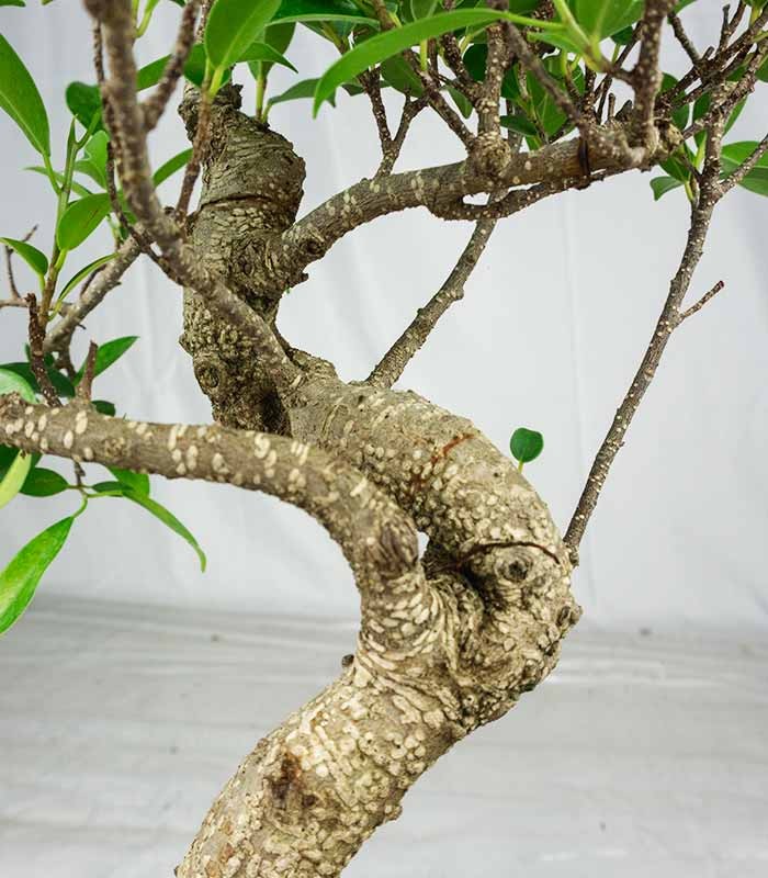 Ficus Retusa bonsai