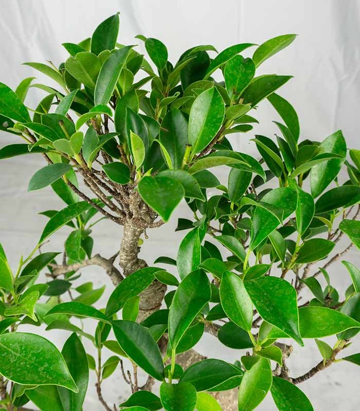 Ficus Retusa bonsai