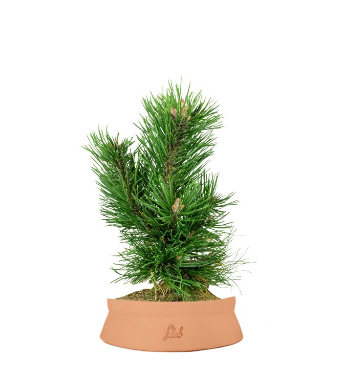 Pino Mugo Bonsai