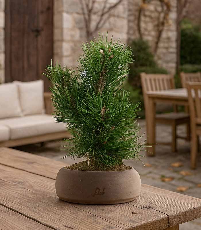 Pino Mugo Bonsai