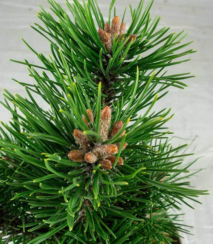 Pino Mugo Bonsai