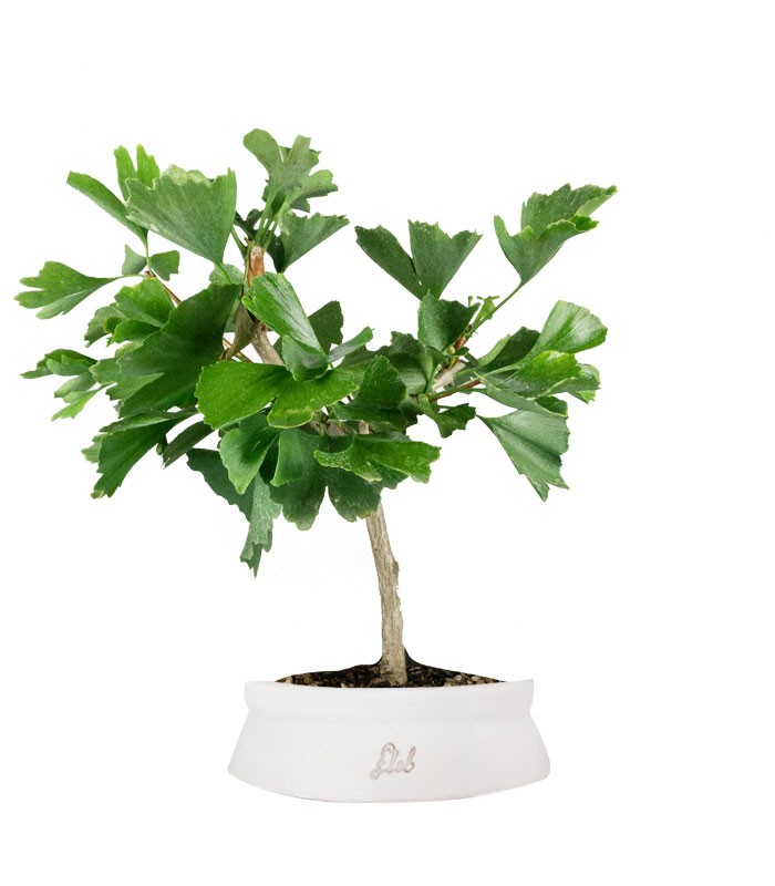 Bonsai di Ginkgo biloba | H40 cm