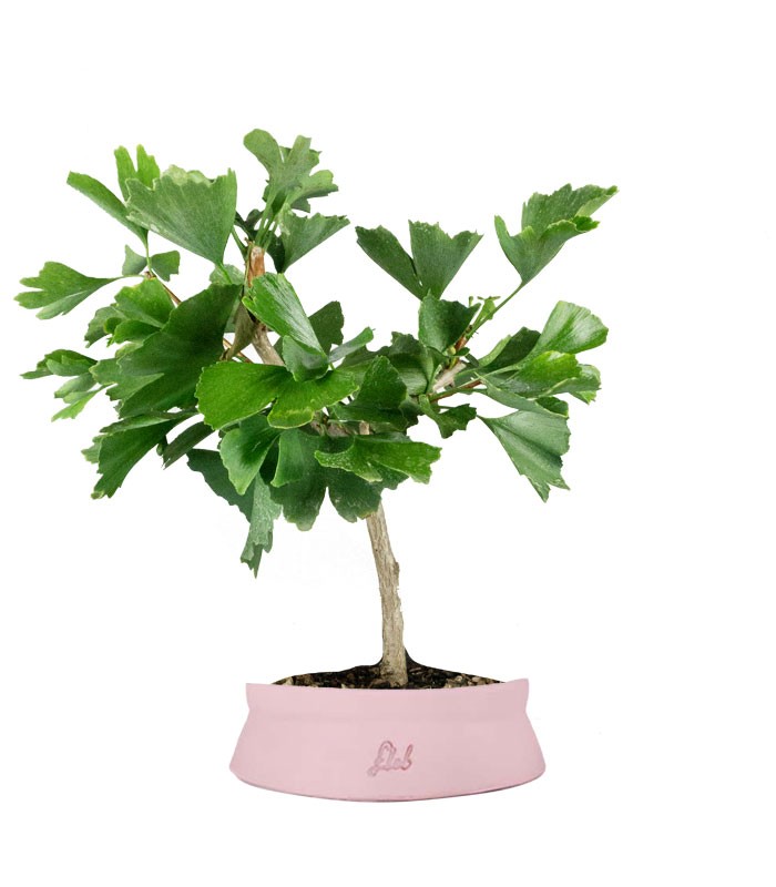 Bonsai di Ginkgo biloba | H40 cm