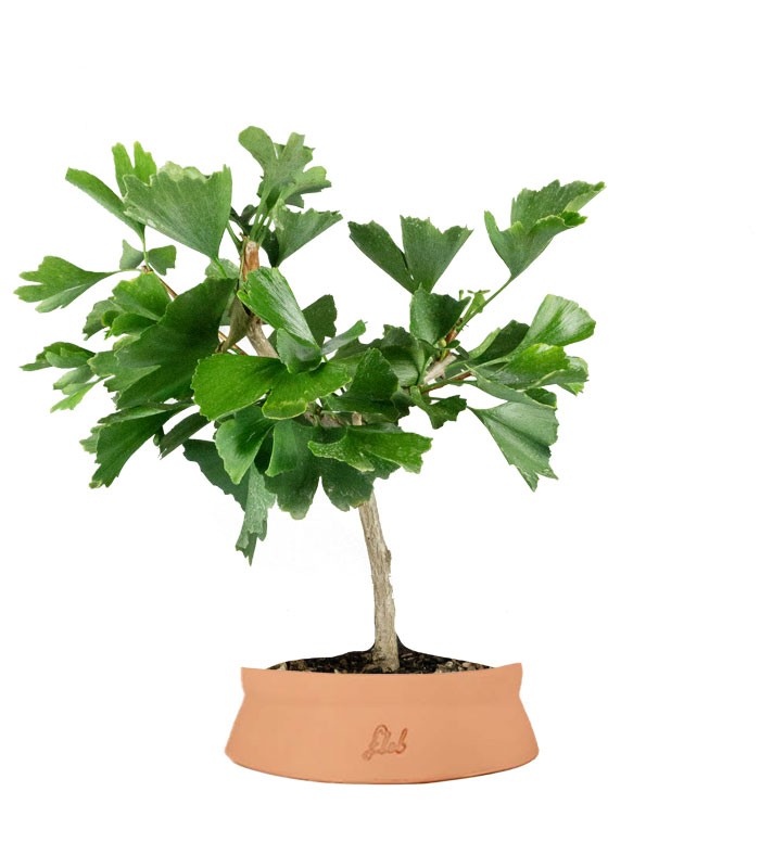 Bonsai di Ginkgo biloba | H40 cm