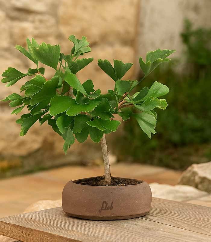 Bonsai di Ginkgo biloba | H40 cm