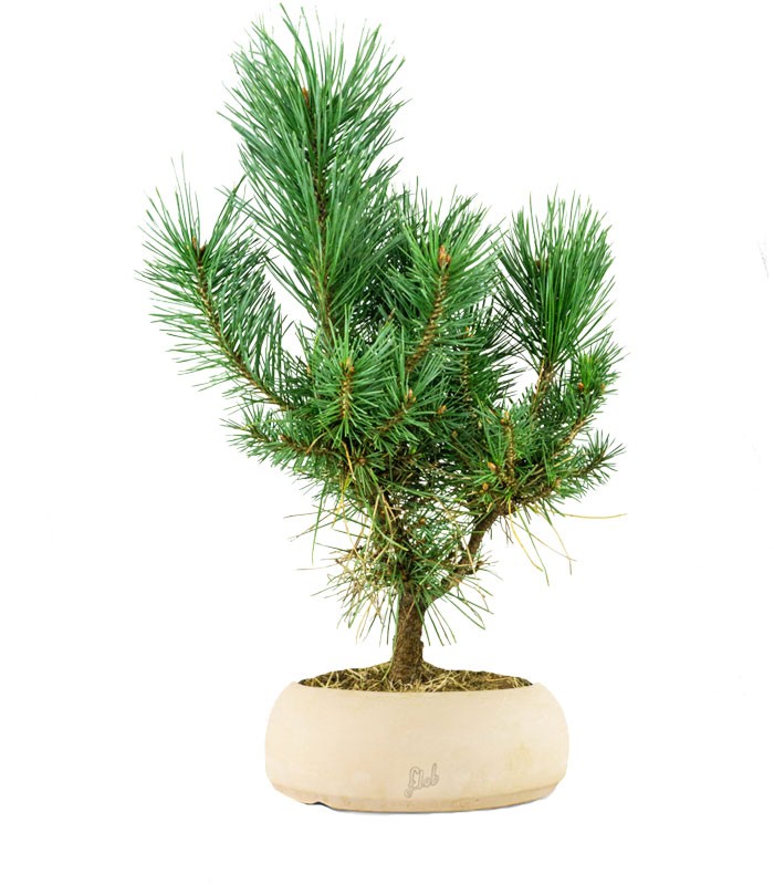 Pino silvestre Watereri – Pinus sylvestris ornamentale H40 cm