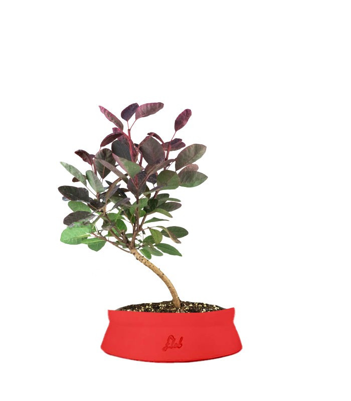 Bonsai di Cotinus – Cotinus coggygria H30 cm ornamentale