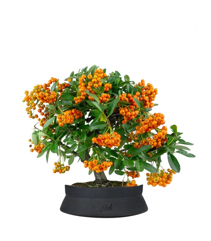 Pyracantha bonsai | 7 anni