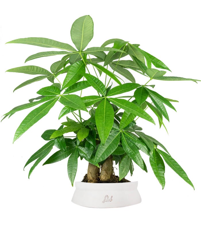 Pachira acquatica