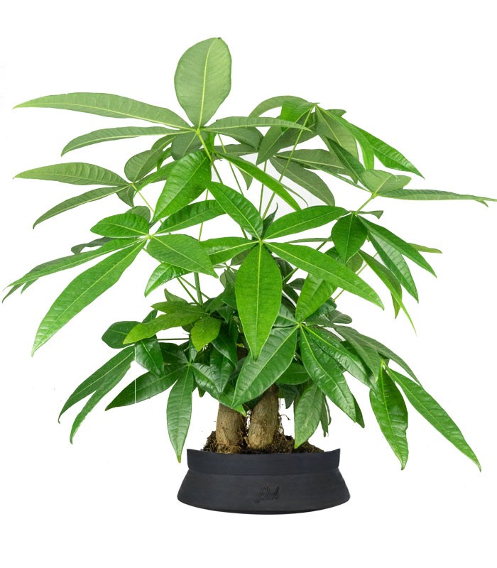 Pachira acquatica
