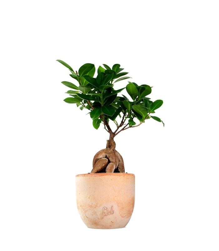 Ficus Ginseng