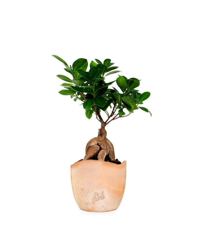 Ficus Ginseng
