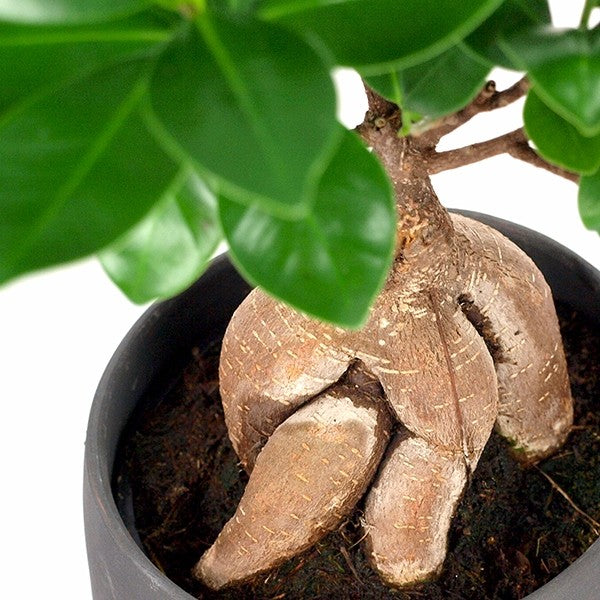 Ficus Ginseng