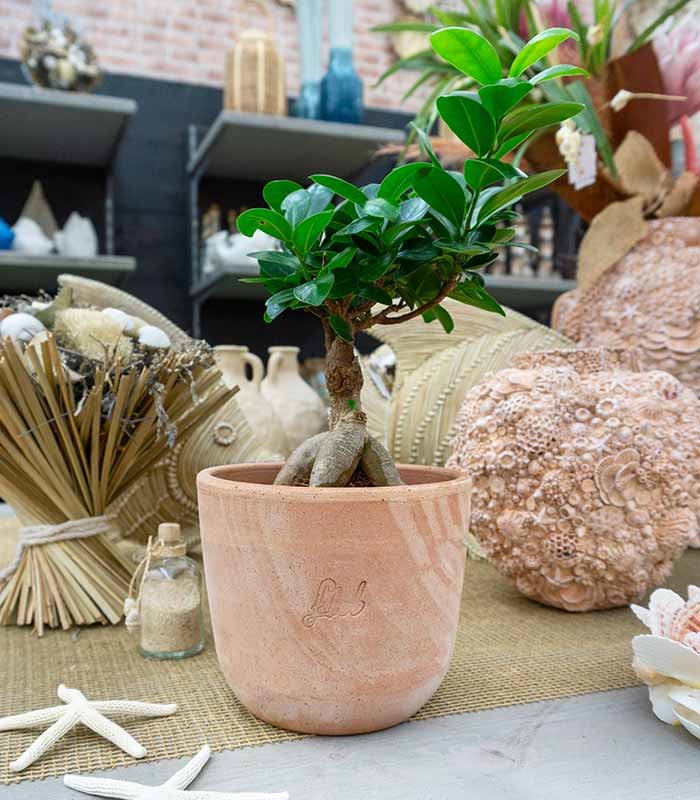 Ficus Ginseng