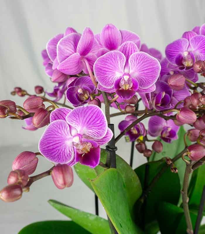 Phalaenopsis Bellissimo
