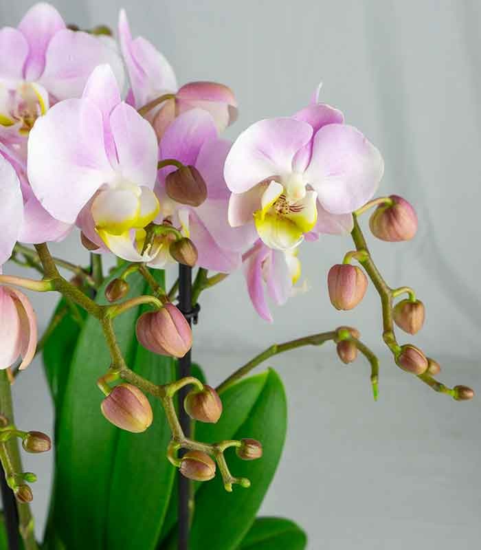 Phalaenopsis Bellissimo