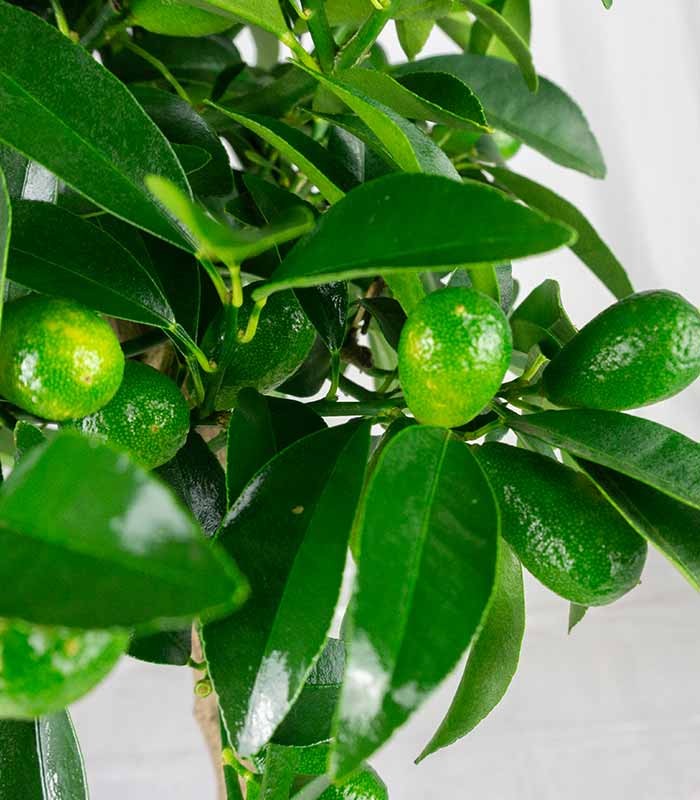Pianta di Kumquat