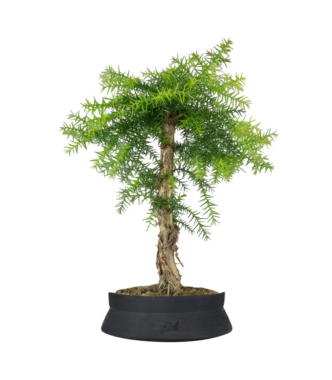 Araucaria