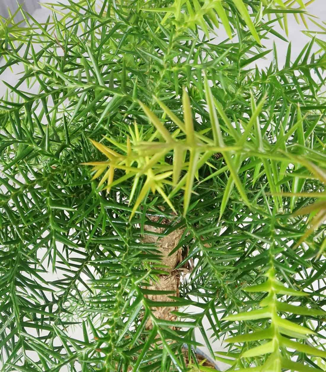 Araucaria