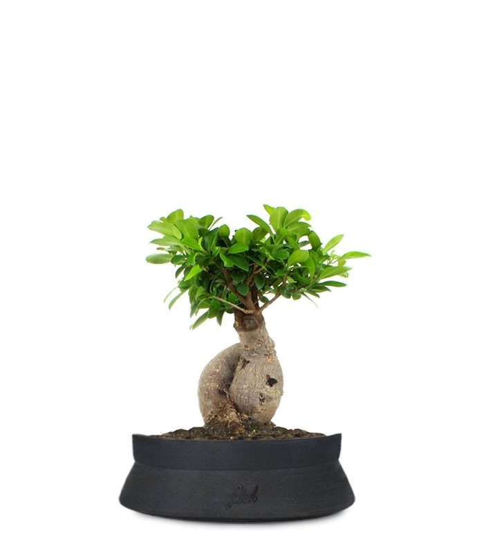 Ficus Ginseng M