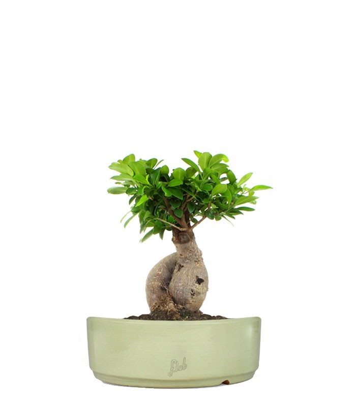 Ficus Ginseng M