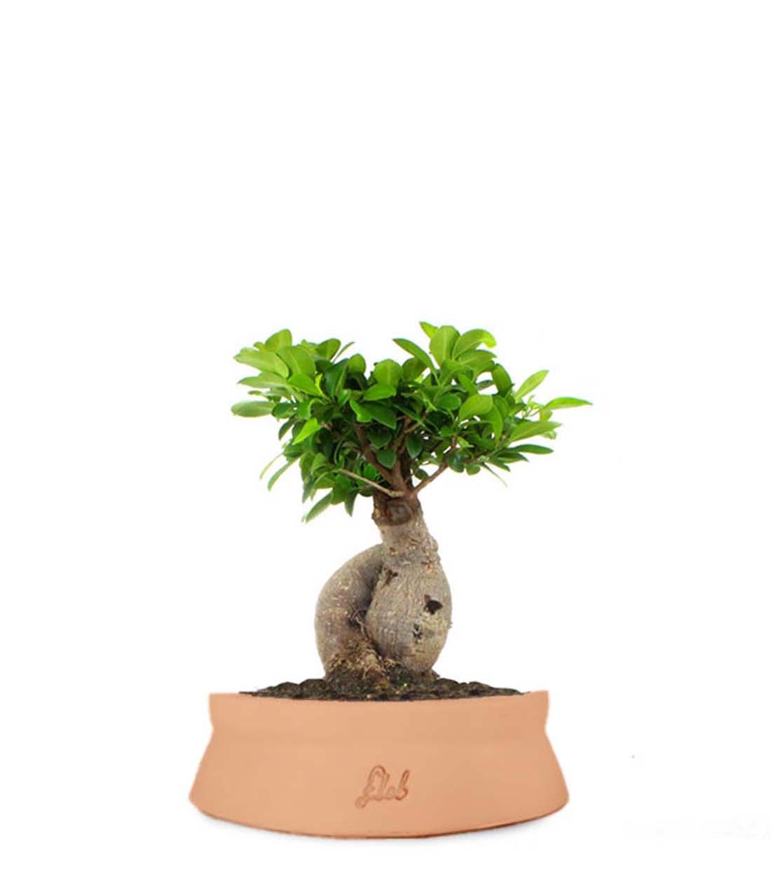Ficus Ginseng M