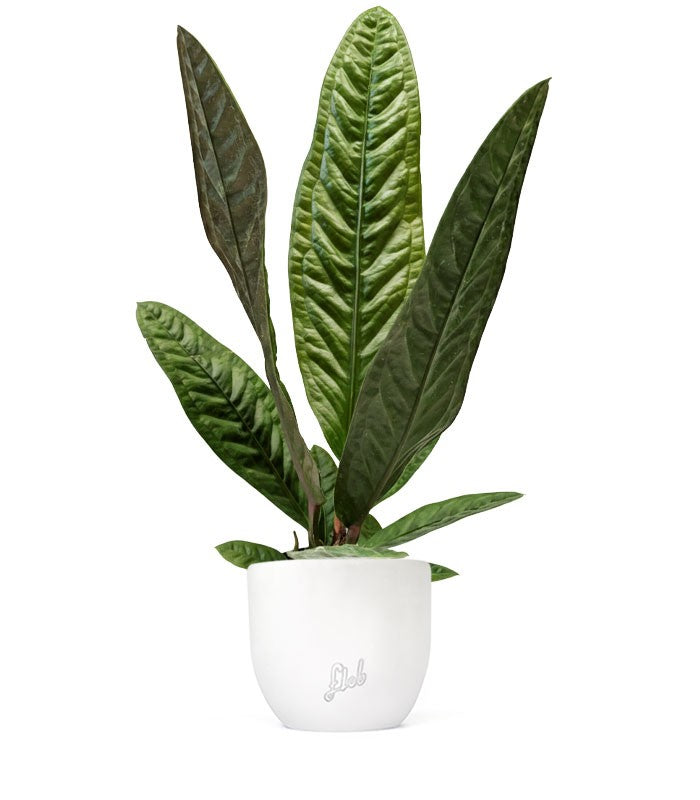 Anthurium Superbum | 50 cm