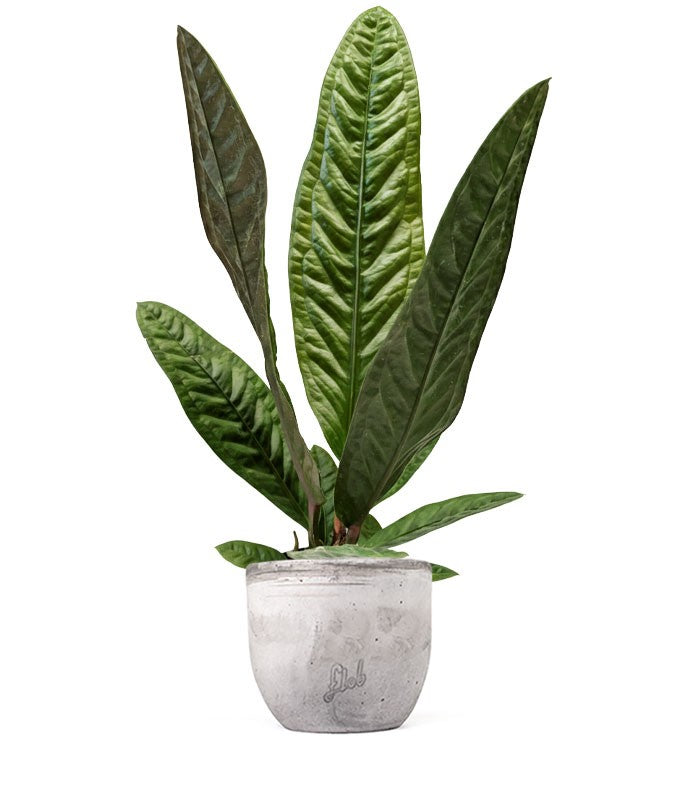 Anthurium Superbum | 50 cm