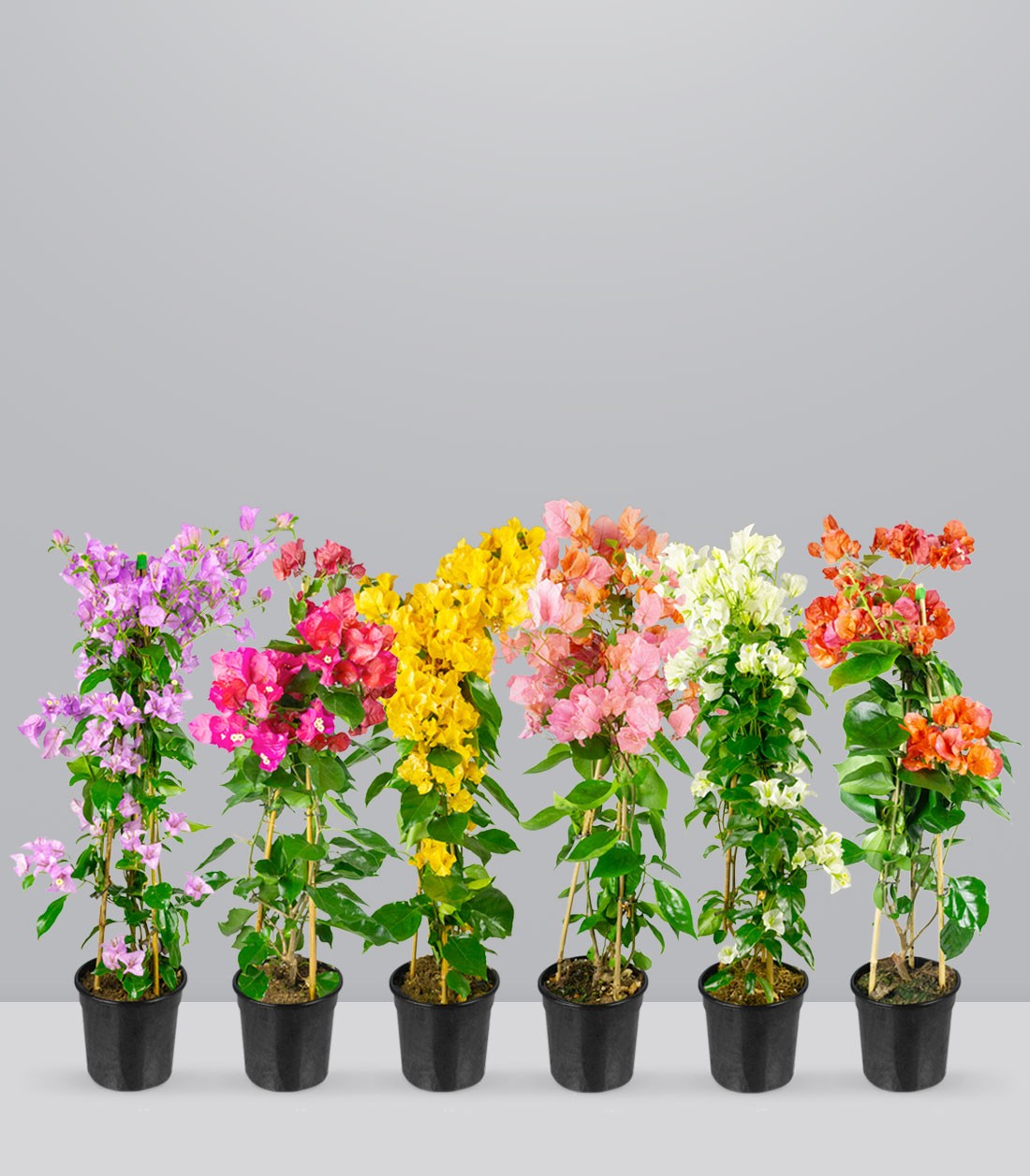 Bougainvillea pianta in vaso