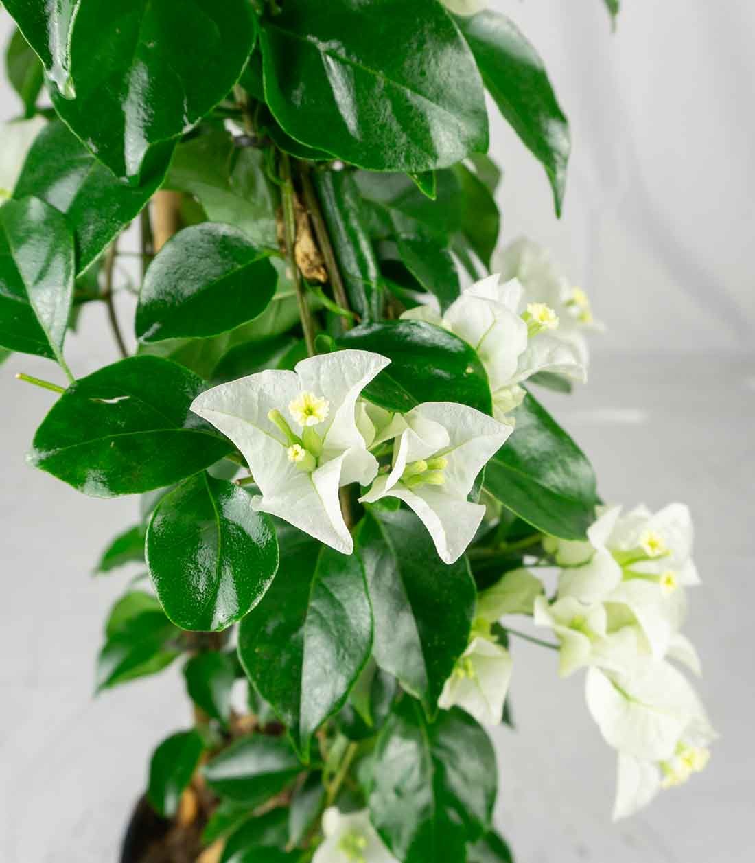 Bougainvillea pianta in vaso