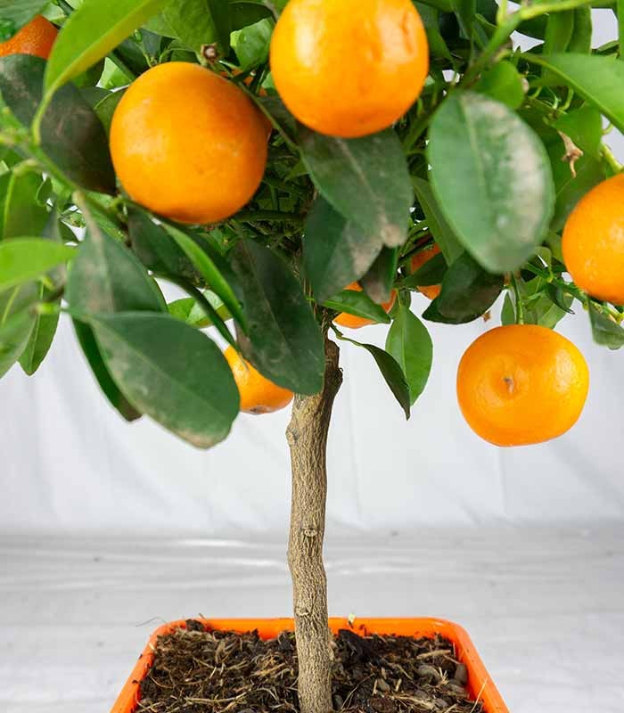 Calamondino alberello