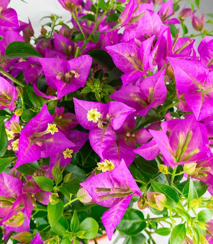 Bougainvillea glabra a cespuglio
