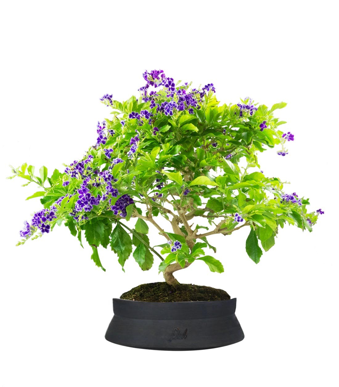Duranta Bonsai 9 anni