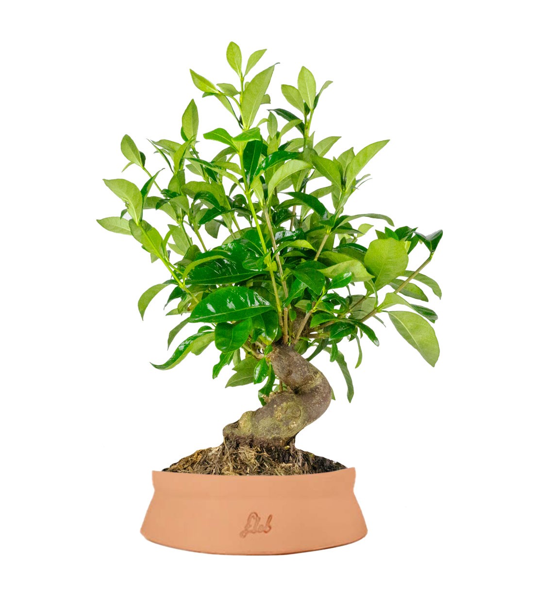 Gardenia Bonsai