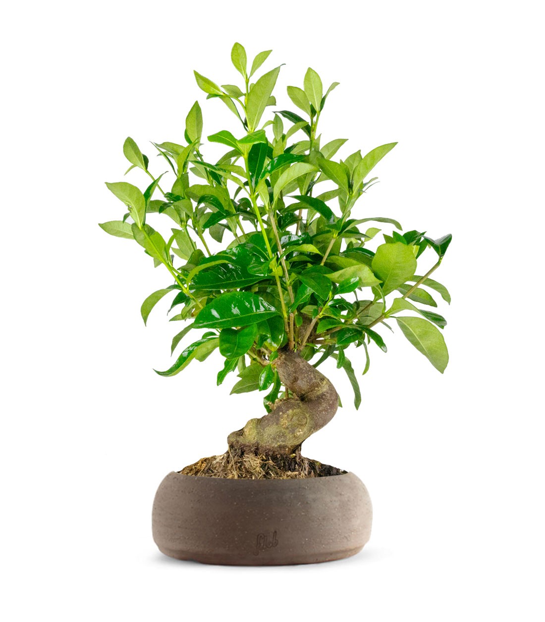 Gardenia Bonsai