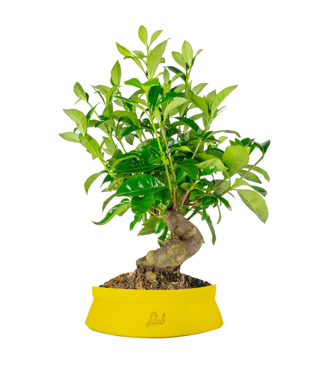 Gardenia Bonsai