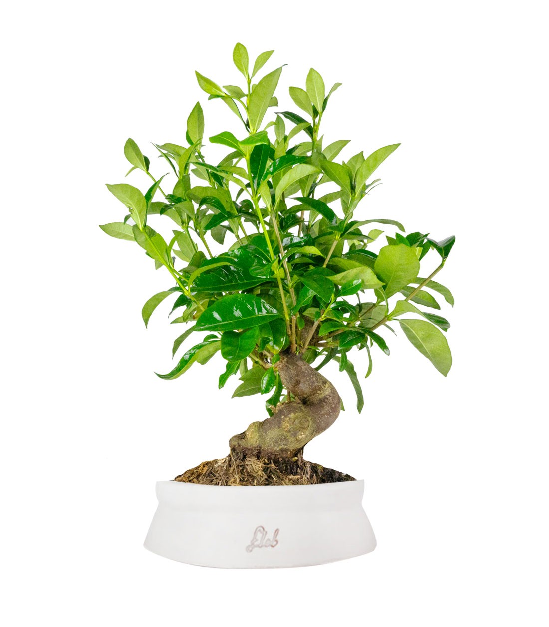 Gardenia Bonsai