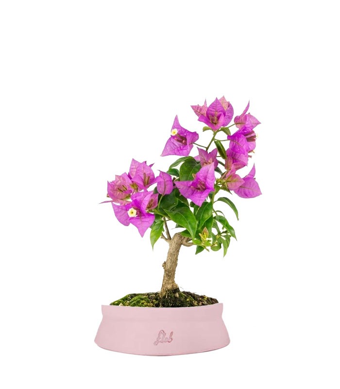 Bonsai Bougainvillea Glabra 5 Anni