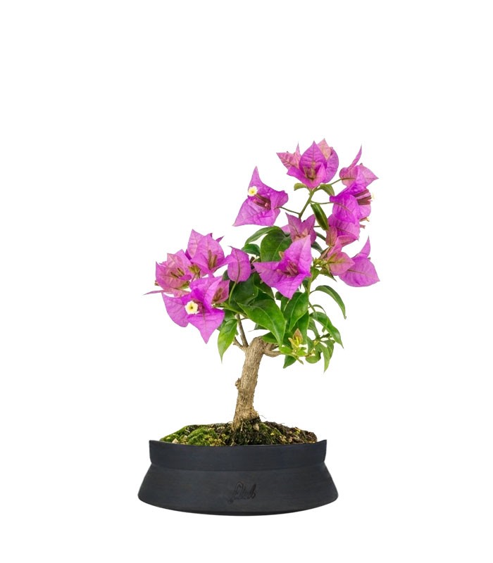 Bonsai Bougainvillea Glabra 5 Anni