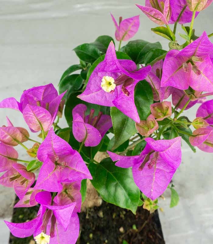 Bonsai Bougainvillea Glabra 5 Anni
