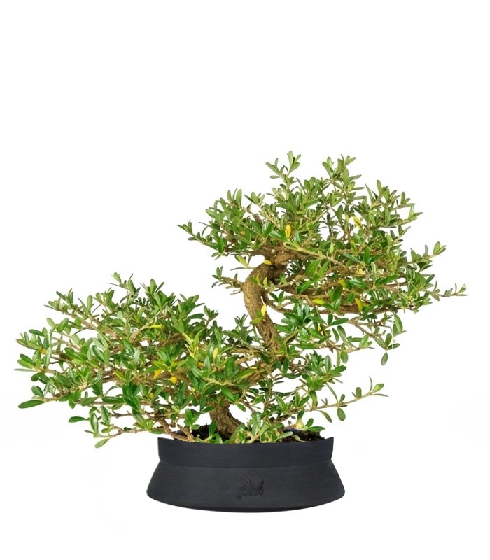 Coprosma Bonsai 7 anni