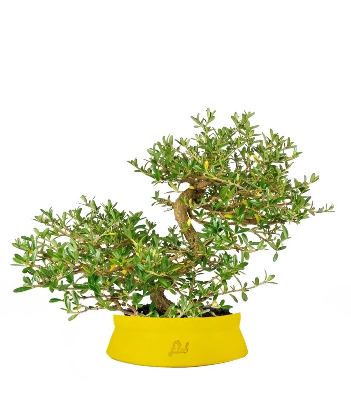 Coprosma Bonsai 7 anni