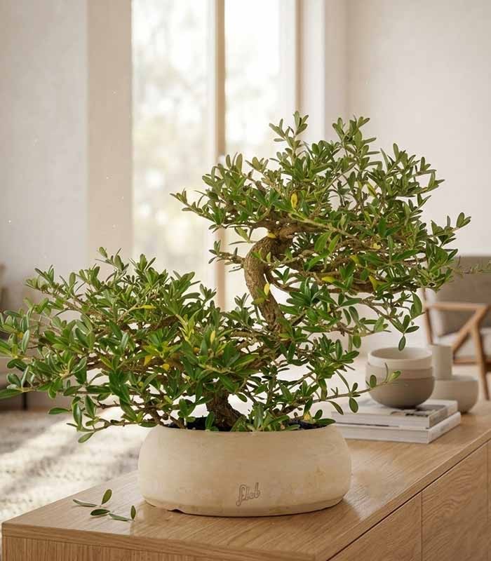 Coprosma Bonsai 7 anni