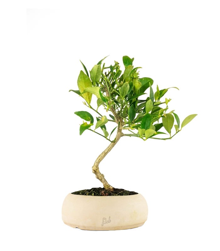 Bonsai di Limequat 7 Anni